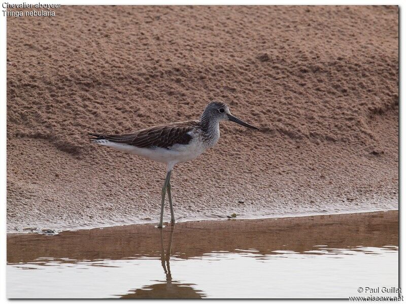 Common Greenshank