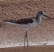 Common Greenshank