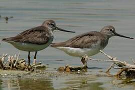 Terek Sandpiper