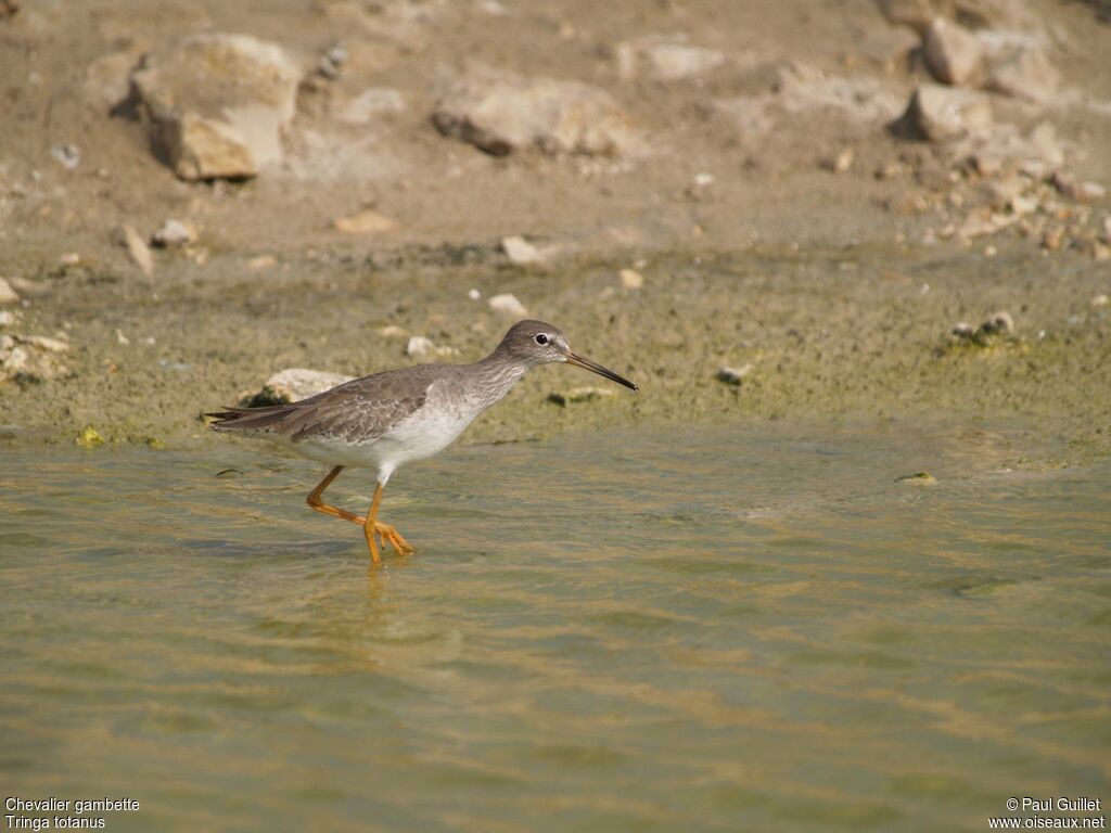 Common Redshank