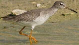 Common Redshank