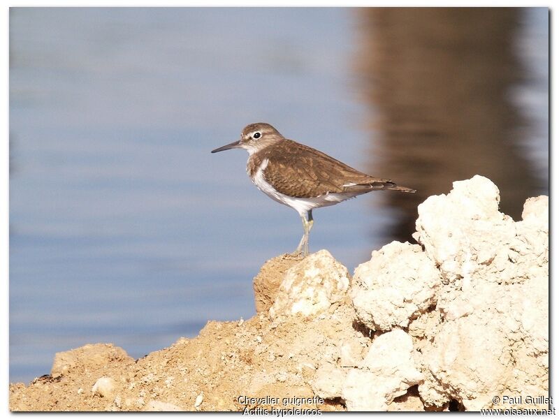 Common Sandpiperadult