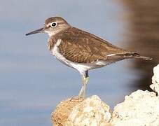 Common Sandpiper