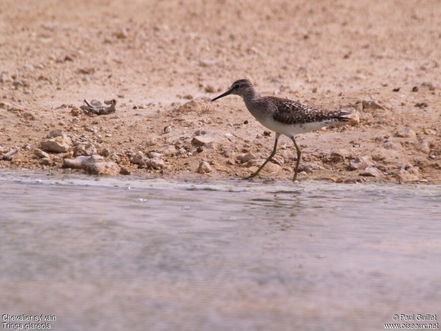 Wood Sandpiper