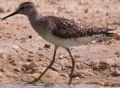 Wood Sandpiper