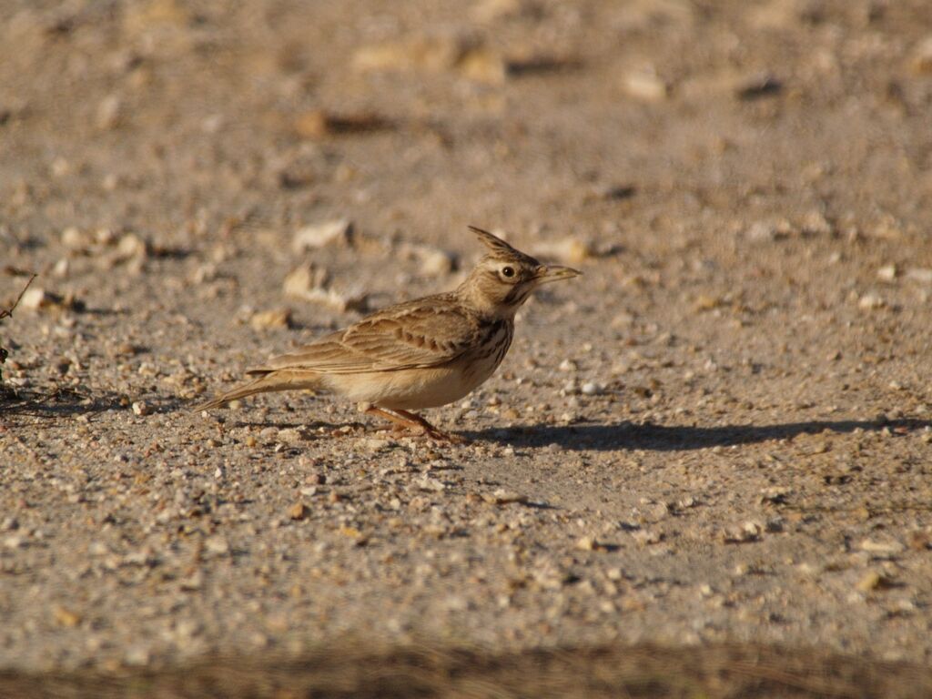 Cochevis huppé