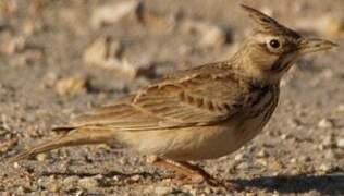 Crested Lark