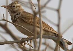 Crested Lark