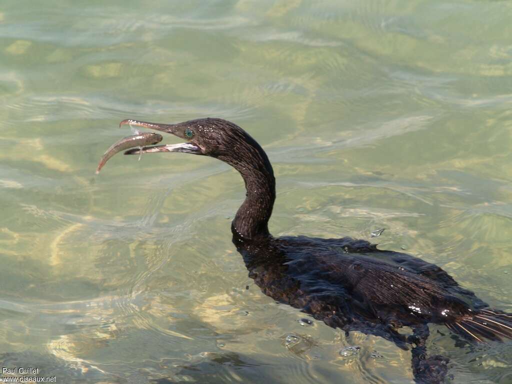 Socotra Cormorant, feeding habits