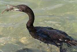 Socotra Cormorant