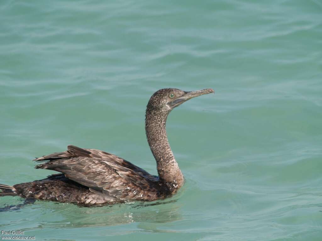 Cormoran de Socotra, identification