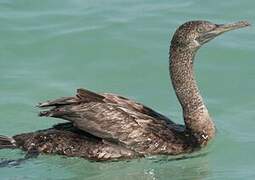 Socotra Cormorant