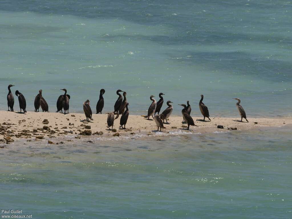 Cormoran de Socotra, Comportement