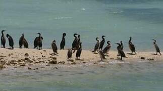 Cormoran de Socotra