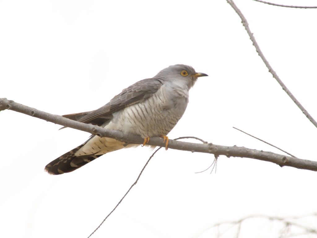 Common Cuckoo