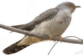 Common Cuckoo