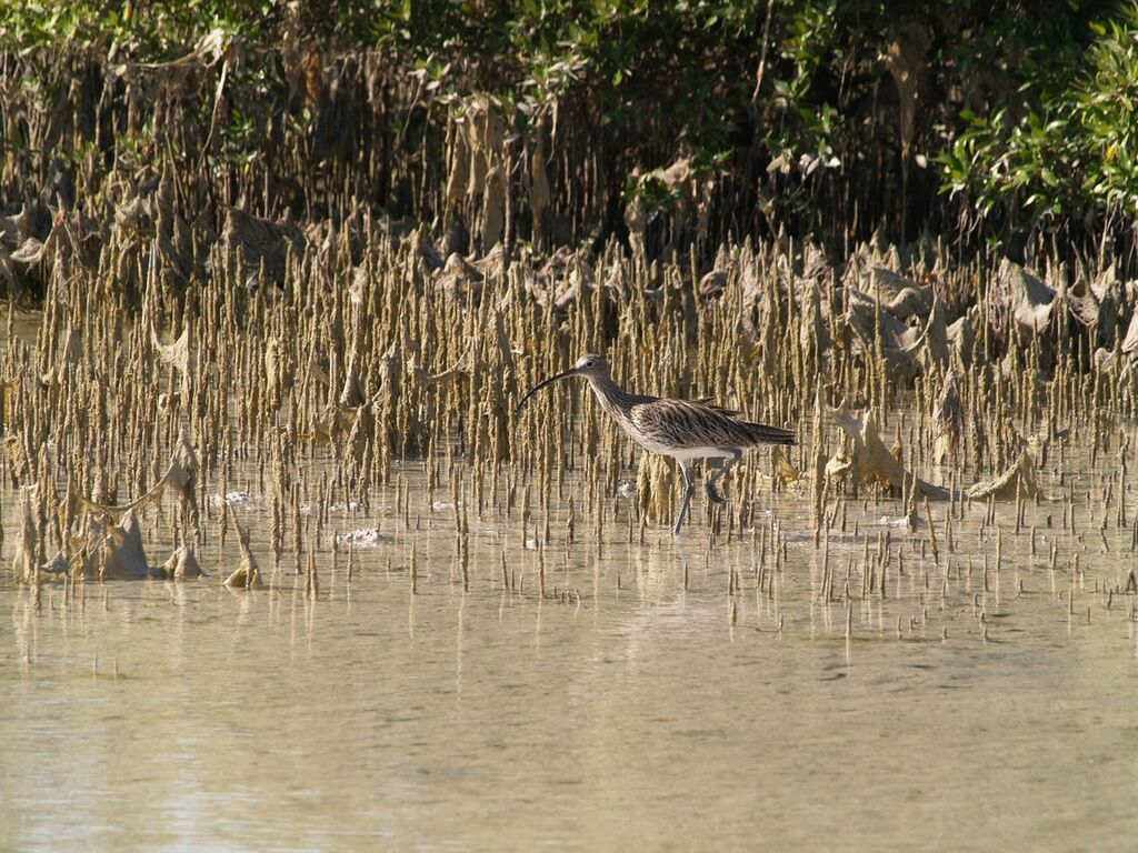 Eurasian Curlew