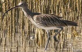 Eurasian Curlew