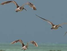 Eurasian Curlew