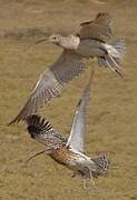 Eurasian Curlew