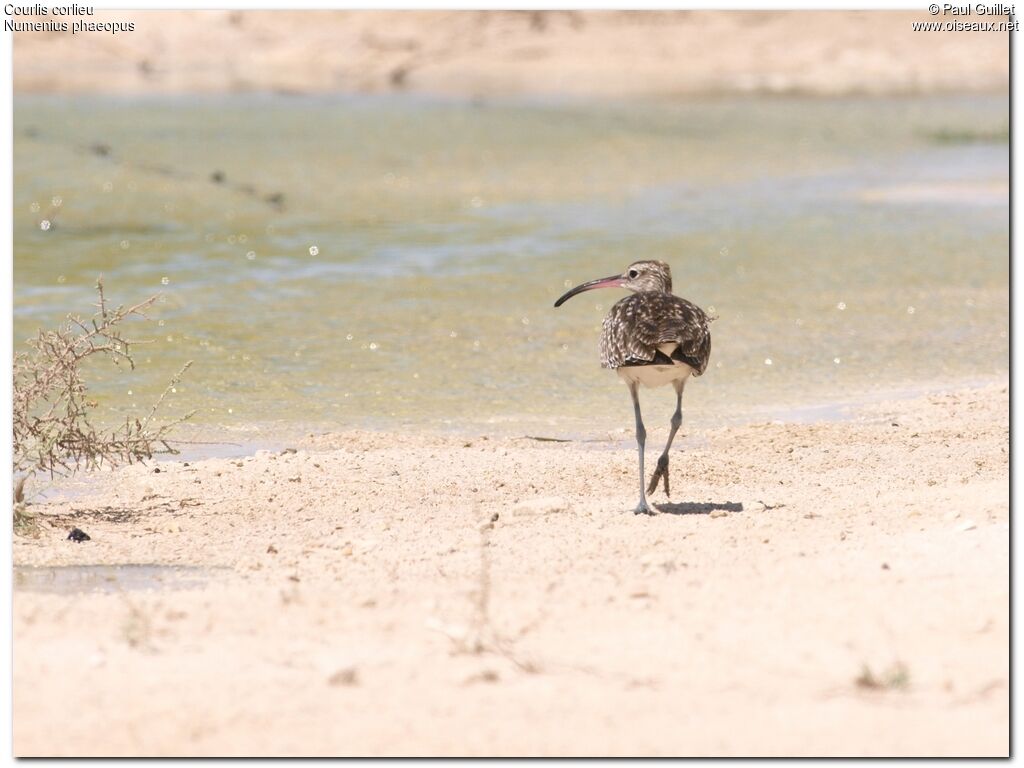 Eurasian Whimbreladult