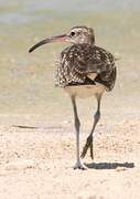 Eurasian Whimbrel