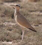 Cream-colored Courser