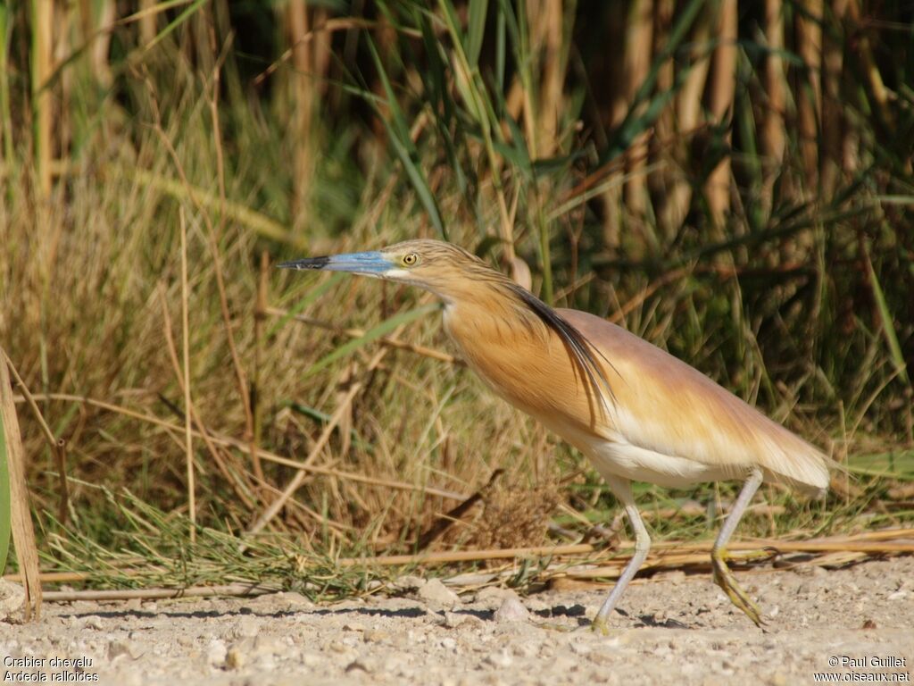 Squacco Heron