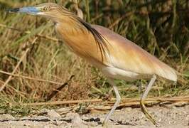 Squacco Heron