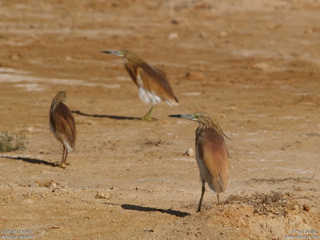 Crabier chevelu