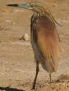 Squacco Heron