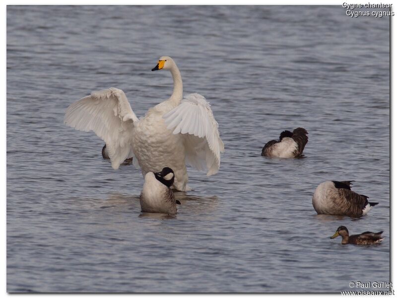 Cygne chanteur