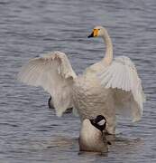 Whooper Swan