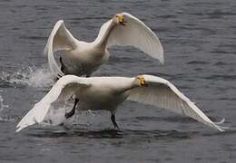 Whooper Swan