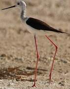 Black-winged Stilt