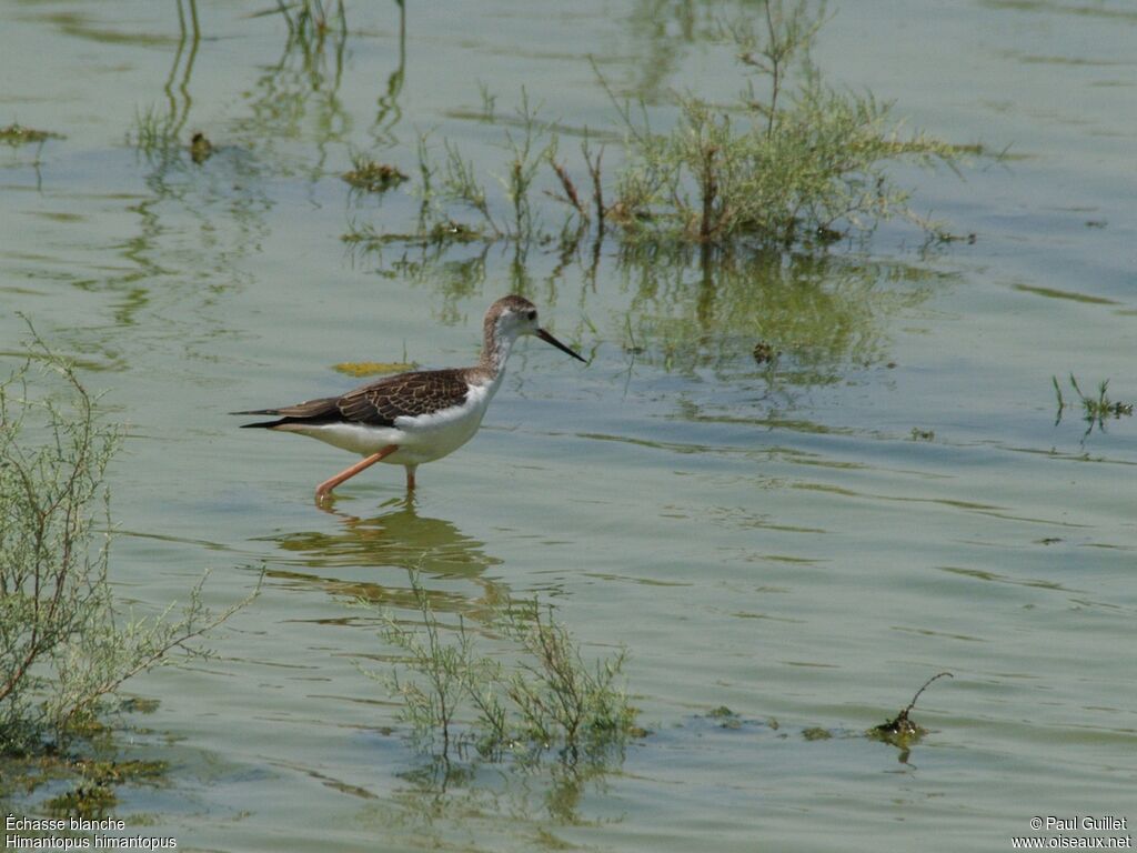 Black-winged Stiltimmature