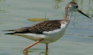 Black-winged Stilt