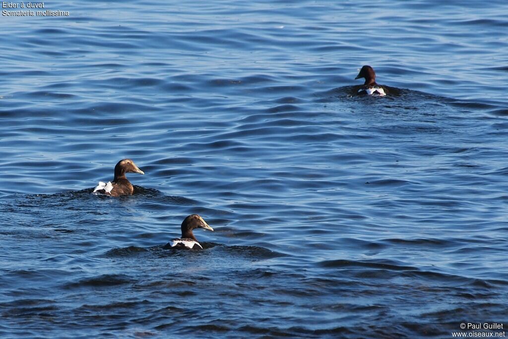 Eider à duvetimmature