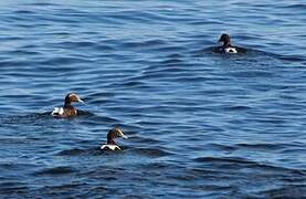 Common Eider