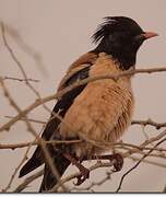 Rosy Starling