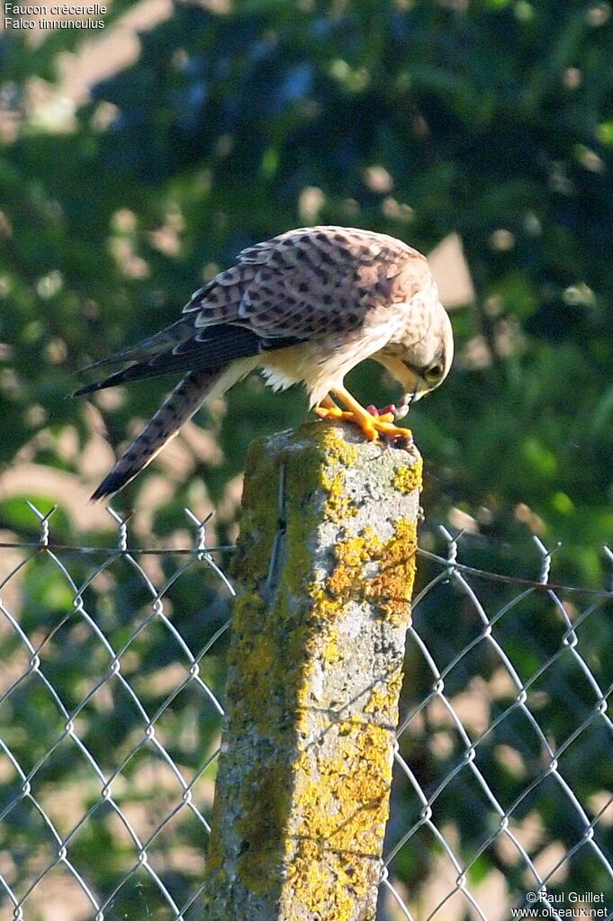 Common Kestrel