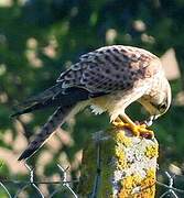 Common Kestrel