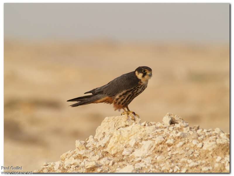 Eurasian Hobbyadult, identification