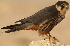 Eurasian Hobby