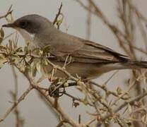 Lesser Whitethroat