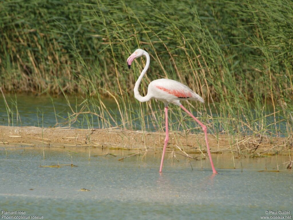 Greater Flamingo