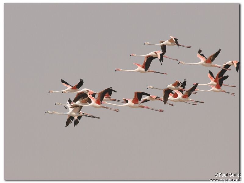 Greater Flamingo