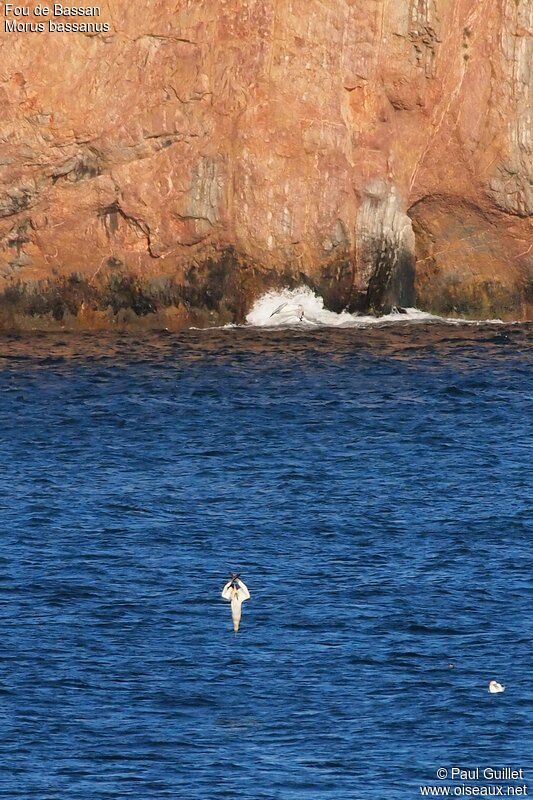 Northern Gannet