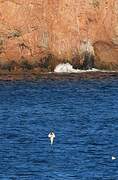 Northern Gannet