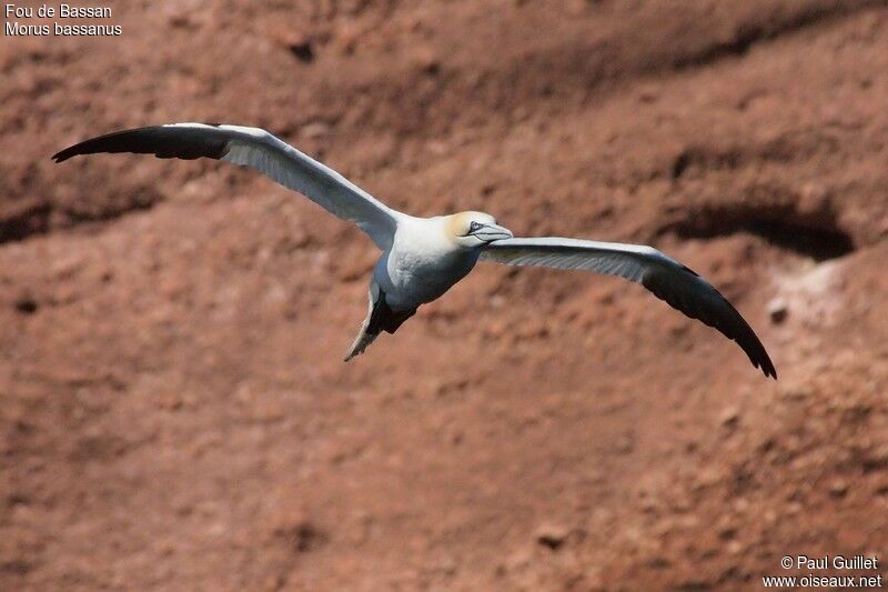 Northern Gannet